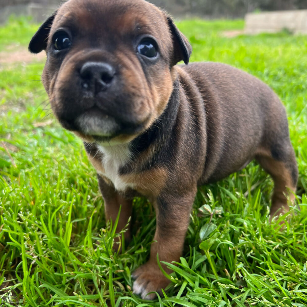 Available Pups – Grozbolt Staffordshire Bull Terriers